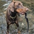 Chocolate doberman wearing a half check solid brass chain dog collar, standing in a shallow stream.