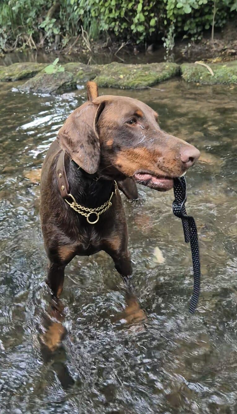 Chocolate doberman wearing a half check solid brass chain dog collar, standing in a shallow stream.