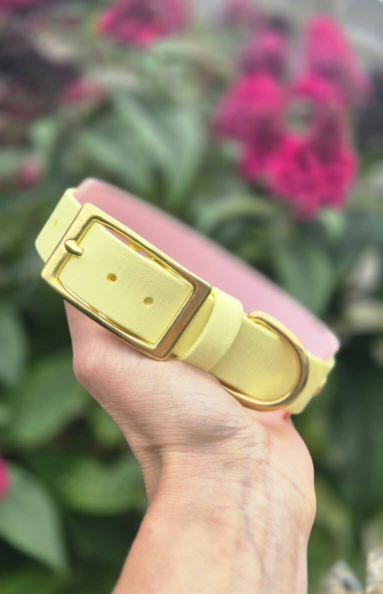 Pale yellow handmade BioThane dog collar with brass buckle, held against blooming pink flowers.