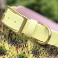 Pale yellow handmade BioThane dog collar with brass buckle, displayed on spiky green plant with blurred flowers.