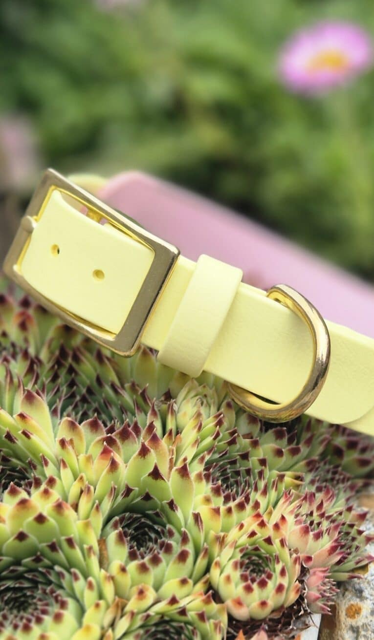 Pale yellow handmade BioThane dog collar with brass buckle, displayed on spiky green plant with blurred flowers.