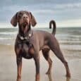 Chocolate brown dog wearing a handmade paracord collar stands on a beach, looking upward with the sea behind.