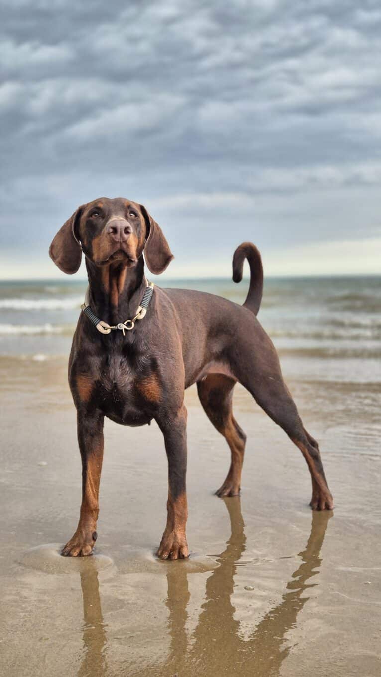 Chocolate brown dog wearing a handmade paracord collar stands on a beach, looking upward with the sea behind.