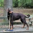 Black BioThane dog collar on a chocolate Labrador in a woodland setting, leashed and standing on a wooden platform.