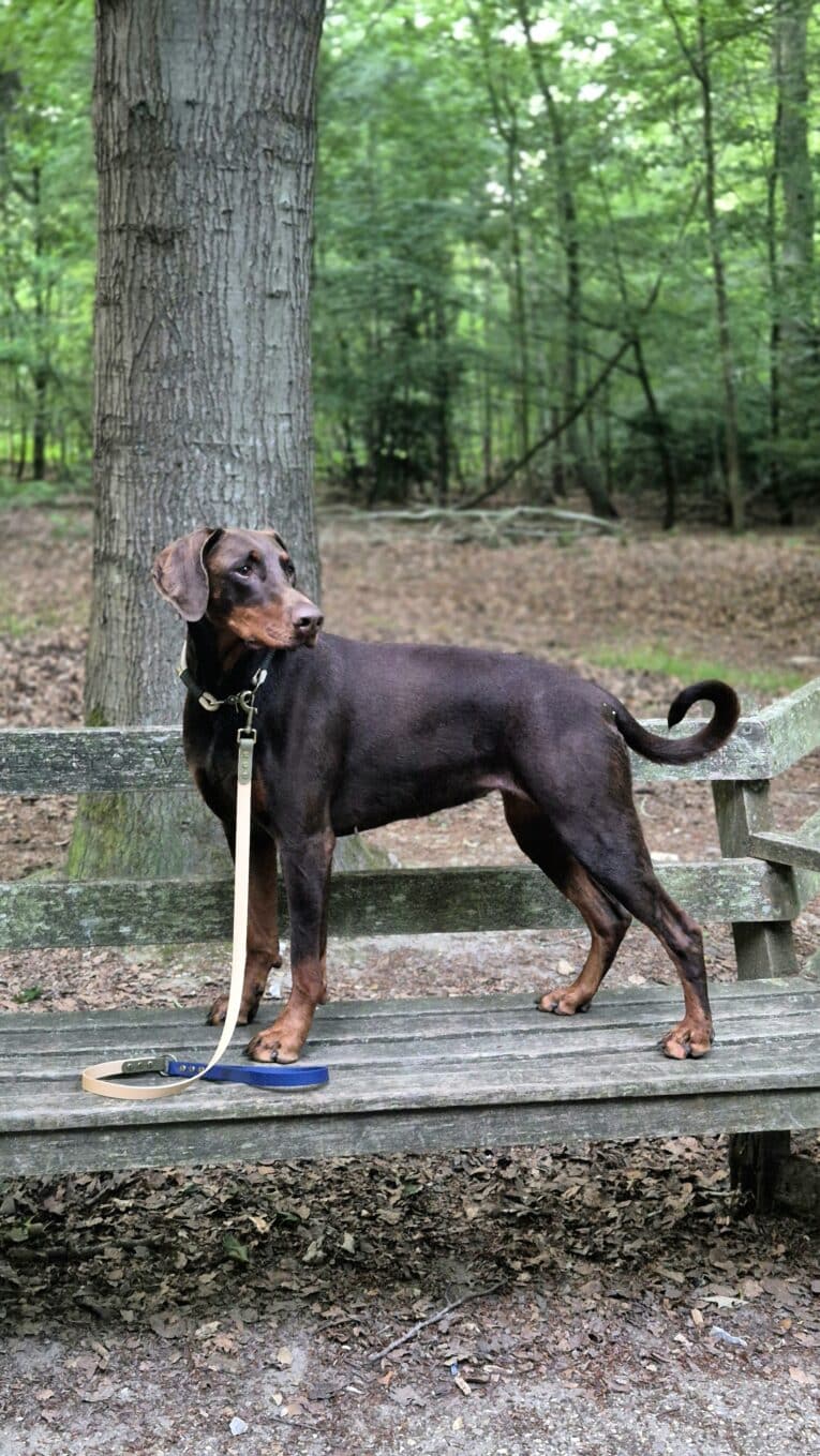 Black BioThane dog collar on a chocolate Labrador in a woodland setting, leashed and standing on a wooden platform.