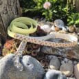 Pastel-coloured handmade BioThane dog collar with floral pattern, displayed in a sun-dappled garden setting among succulents and stones.