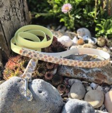 Pastel-coloured handmade BioThane dog collar with floral pattern, displayed in a sun-dappled garden setting among succulents and stones.