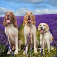 Three Labrador Retrievers on printed accent BioThane leads in a lavender field under blue sky.