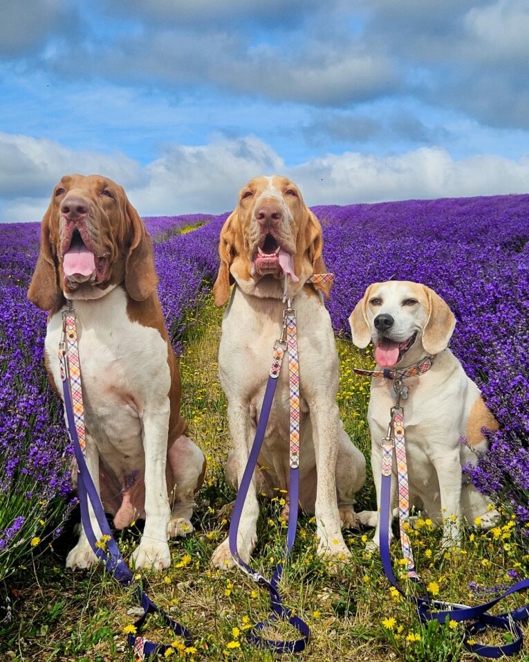 Three Labrador Retrievers on printed accent BioThane leads in a lavender field under blue sky.