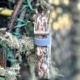 Handmade BioThane dog collar with seashell design, blue band and metal hardware, displayed on moss-covered branch.