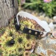 Black BioThane dog collar with brass studs and ID tag displayed on succulents in a garden setting.