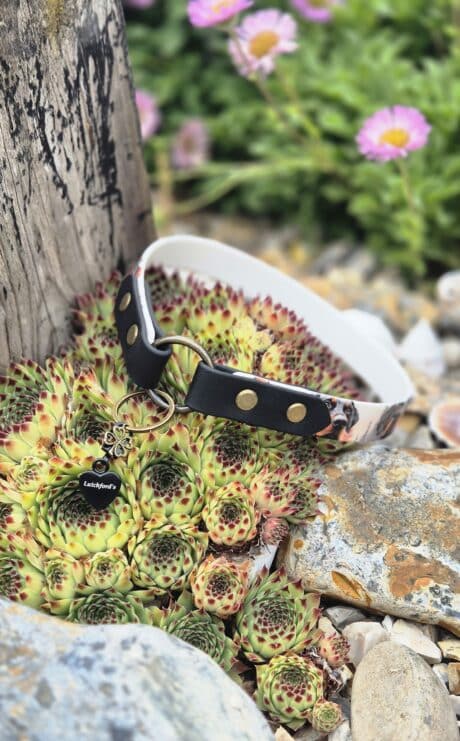 Black BioThane dog collar with brass studs and ID tag displayed on succulents in a garden setting.