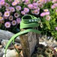 Bright green waterproof BioThane dog collar with blue studs, displayed on weathered wood in a garden setting.