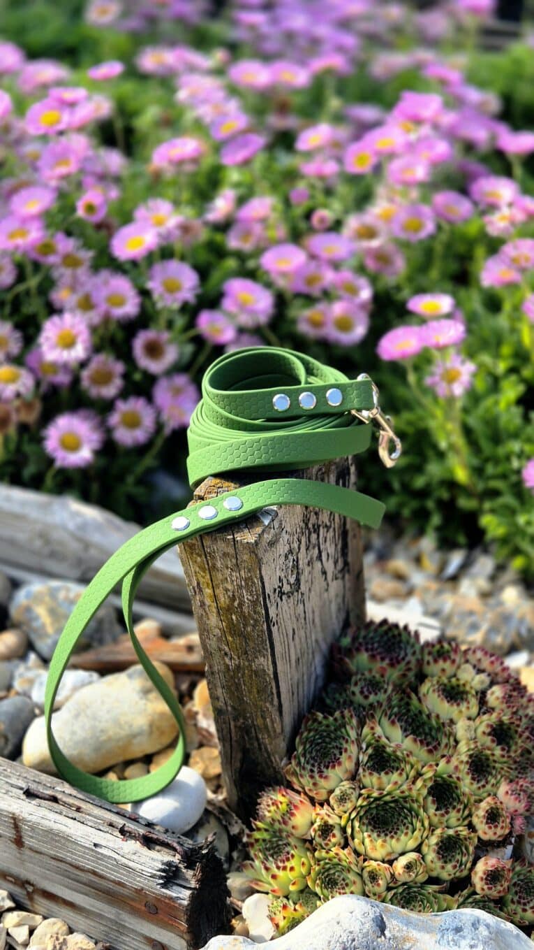 Bright green waterproof BioThane dog collar with blue studs, displayed on weathered wood in a garden setting.