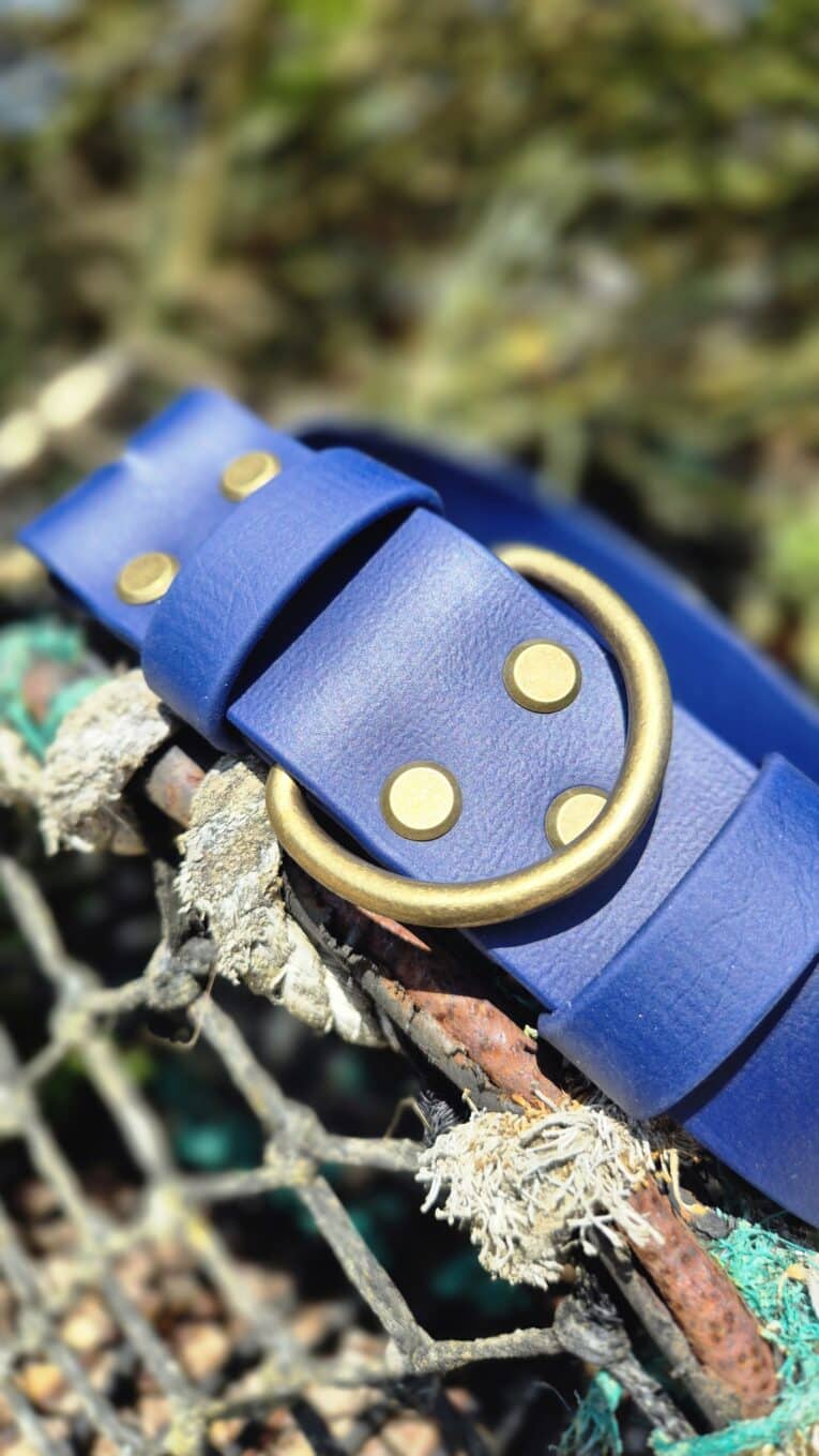 Bright blue handmade BioThane dog collar with brass fittings and matching lead tab, displayed outdoors.