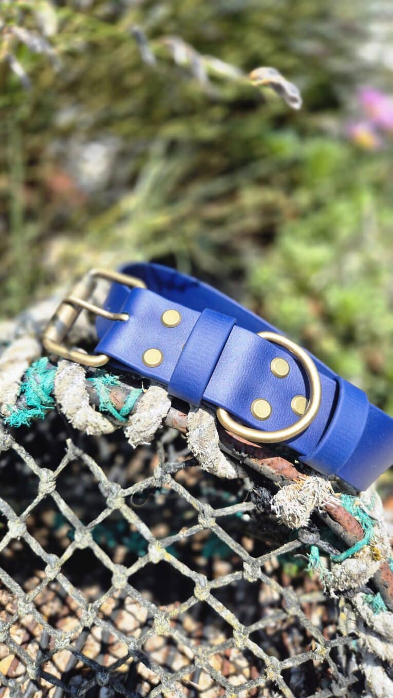 Bright blue handmade BioThane dog collar with brass fittings and studs, displayed on weathered rope.