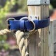 Blue BioThane dog collar with brass hardware displayed on wooden post in garden setting.