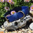 Royal blue wide waterproof BioThane dog collar with brass fittings displayed on weathered stone, surrounded by pink daisies.