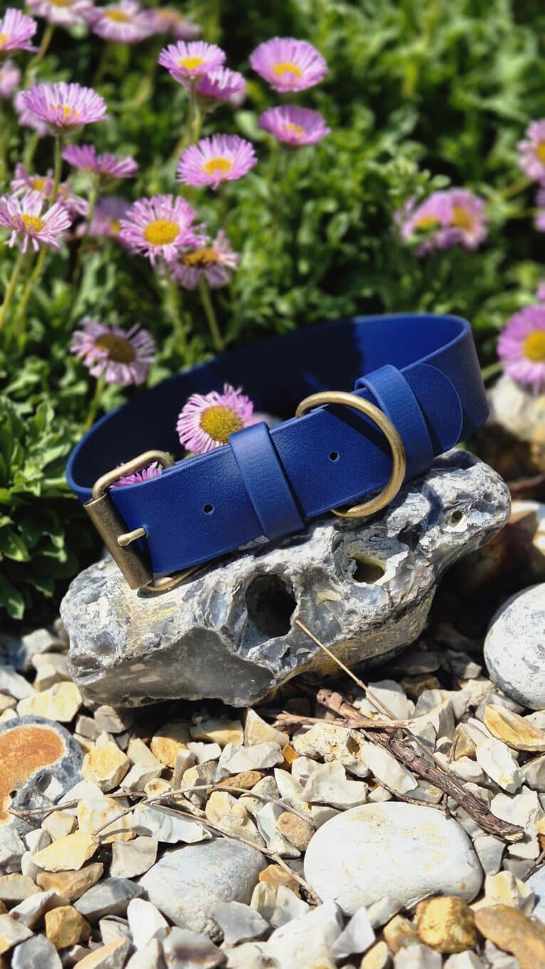 Royal blue wide waterproof BioThane dog collar with brass fittings displayed on weathered stone, surrounded by pink daisies.