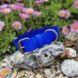 Bright blue waterproof dog collar displayed on a stone, surrounded by gravel and pink daisies.