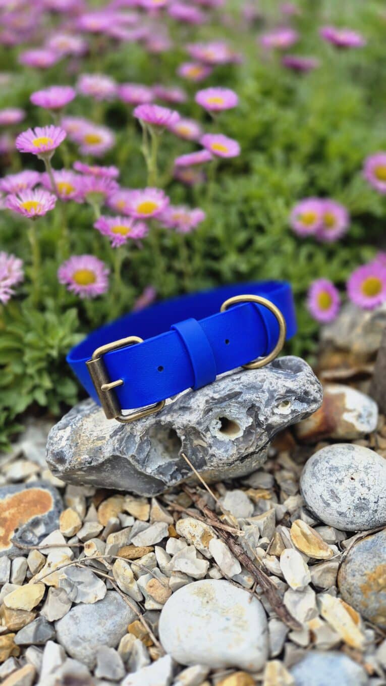 Bright blue waterproof dog collar displayed on a stone, surrounded by gravel and pink daisies.