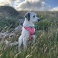 White dog wearing pink full print BioThane collar in grassy field under cloudy sky.