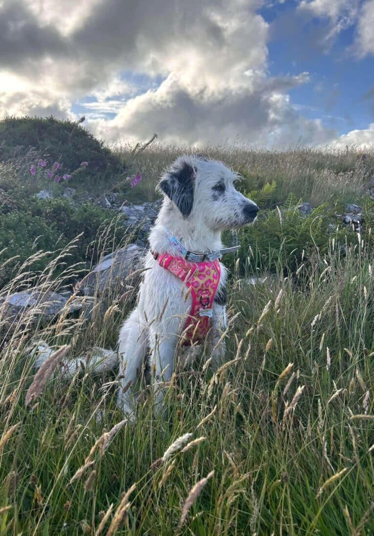 White dog wearing pink full print BioThane collar in grassy field under cloudy sky.