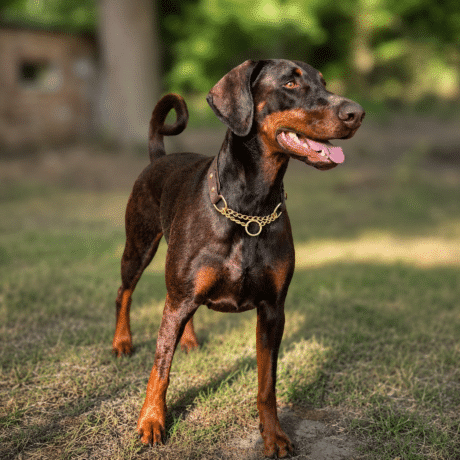 Martingale / Half Check Collar