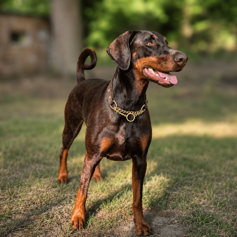 Doberman wearing a biothane half check martingale collar with solid brass chain