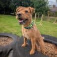 Happy tan dog wearing a printed BioThane collar, sitting on a tyre in a garden training area.