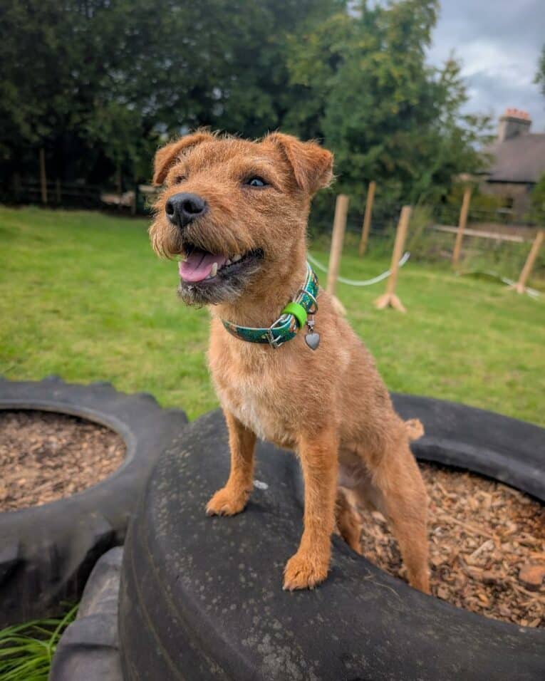 Happy tan dog wearing a printed BioThane collar, sitting on a tyre in a garden training area.