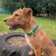 Brown handmade BioThane dog collar with printed design on tan dog in garden, wearing matching tag.
