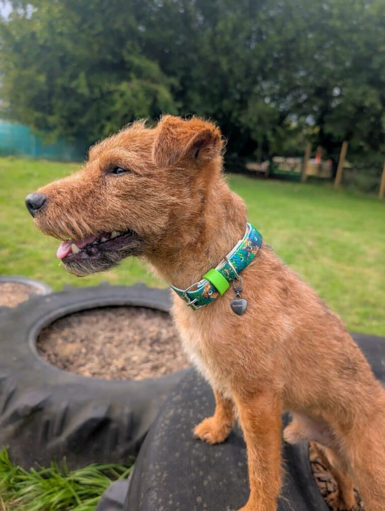 Brown handmade BioThane dog collar with printed design on tan dog in garden, wearing matching tag.