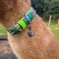 Brown dog wearing a printed BioThane collar with vibrant teal and orange scales design and bright lime green safety strap.