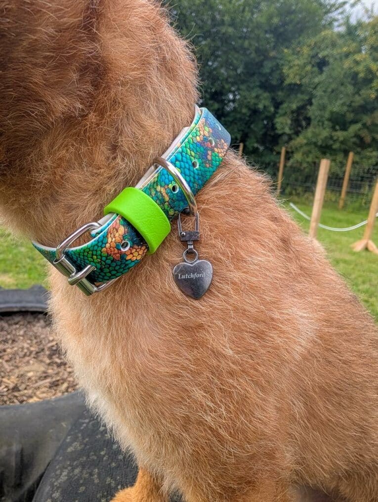 Brown dog wearing a printed BioThane collar with vibrant teal and orange scales design and bright lime green safety strap.