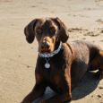 Chocolate BioThane coastal printed collar with matching personalised tag on brown dog at beach.