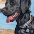 Black Labrador wearing Tails of the Coast biothane collar with matching personalised resin tag, seaside-inspired design.