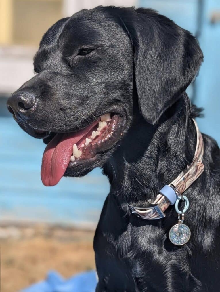 Black Labrador wearing Tails of the Coast biothane collar with matching personalised resin tag, seaside-inspired design.