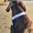 Chocolate brown dog wearing Tails of the Coast biothane collar with blue coastal print and matching personalised resin tag on sandy beach.