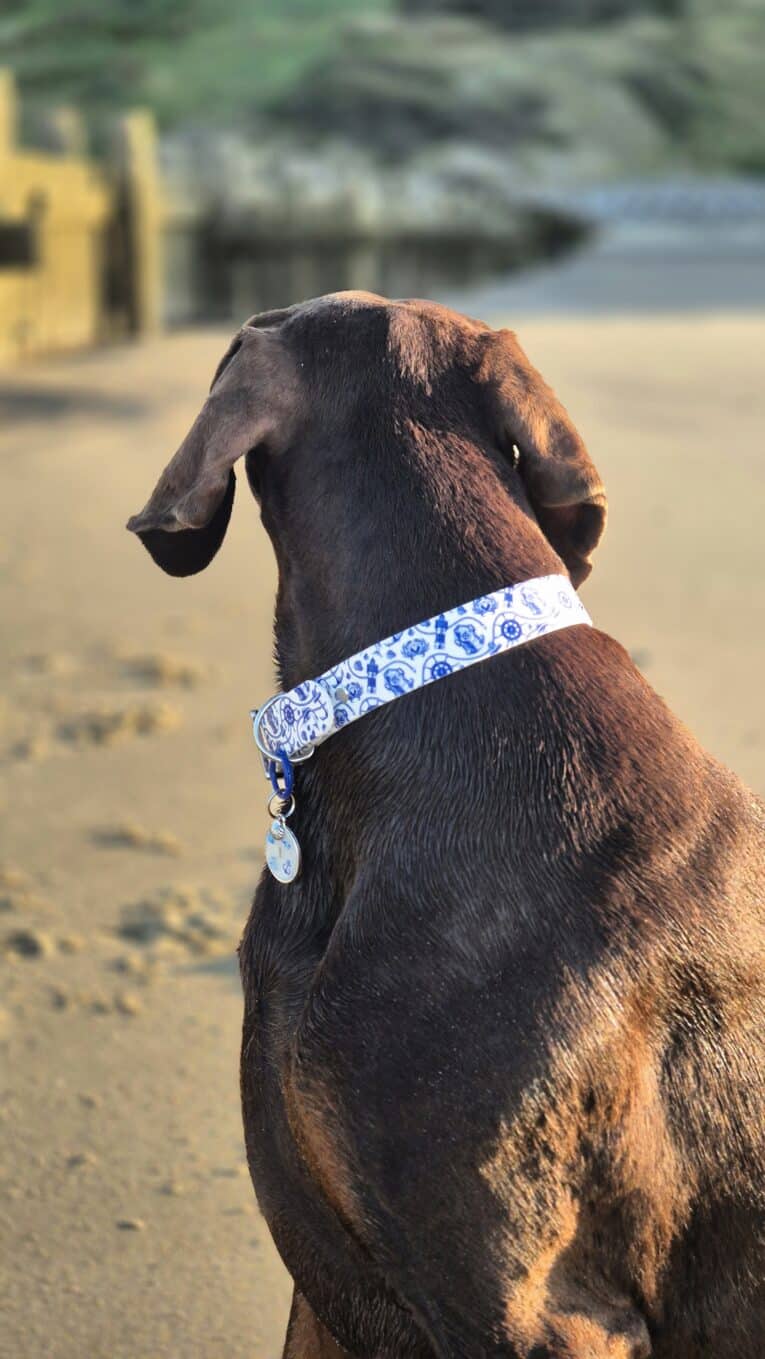 Chocolate brown dog wearing Tails of the Coast biothane collar with blue coastal print and matching personalised resin tag on sandy beach.