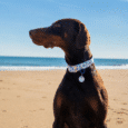 Dark brown BioThane collar with blue and white coastal print and matching personalised tag on dog at beach.