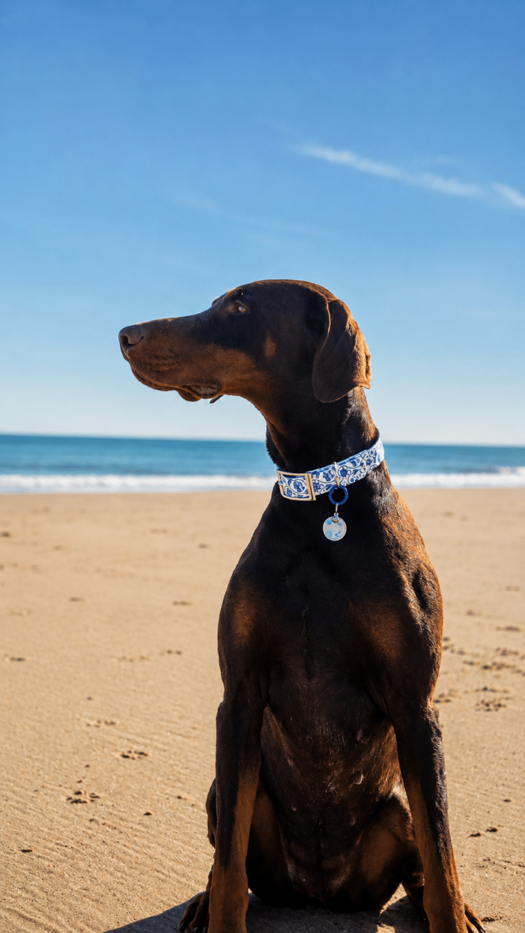 Dark brown BioThane collar with blue and white coastal print and matching personalised tag on dog at beach.