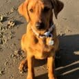 Golden Labrador wearing Tails of the Coast biothane collar with matching personalised resin tag on sandy beach.