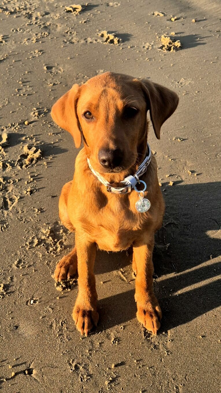 Golden Labrador wearing Tails of the Coast biothane collar with matching personalised resin tag on sandy beach.