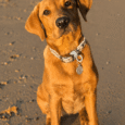 Golden Labrador wearing a coastal-printed BioThane collar with matching personalised tag on a beach.