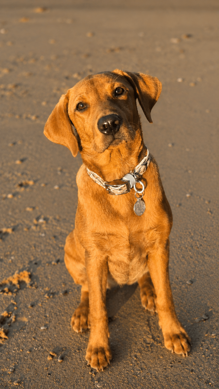 Golden Labrador wearing a coastal-printed BioThane collar with matching personalised tag on a beach.