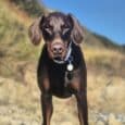 Chocolate brown dog wearing Tails of the coast biothane collar with matching personalised tag on coastal path.