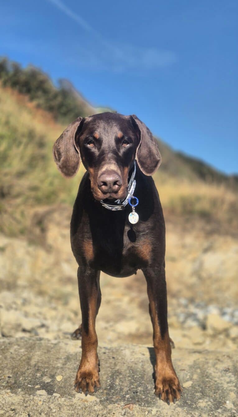 Chocolate brown dog wearing Tails of the coast biothane collar with matching personalised tag on coastal path.